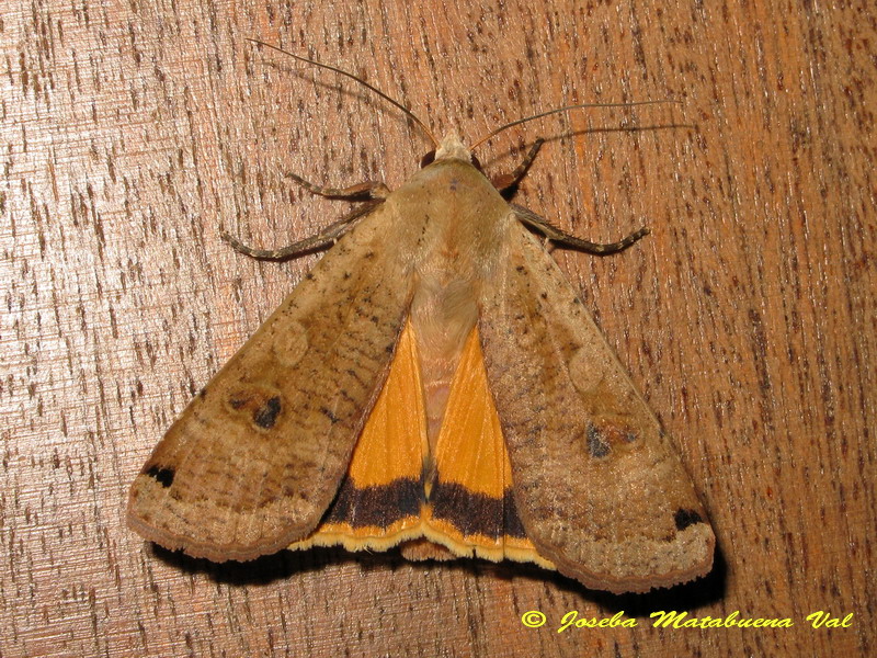 Falena da identificare - Noctua pronuba, Noctuidae